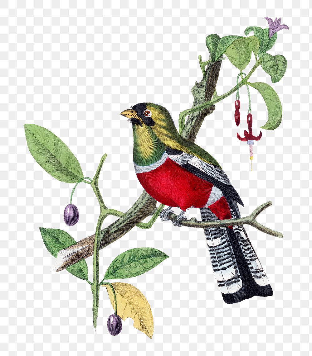 Crimson rosella bird png sticker, | Premium PNG - rawpixel