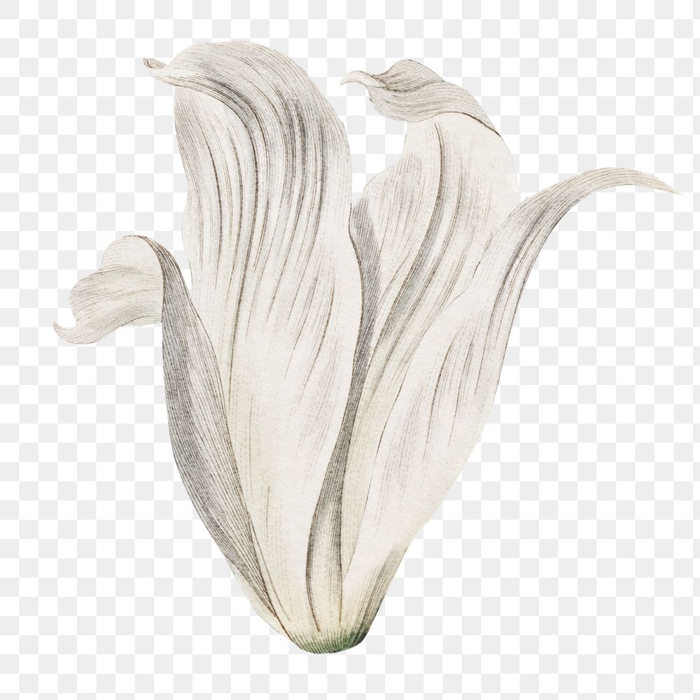 Vintage white cape&ndash;coast lily flower design element