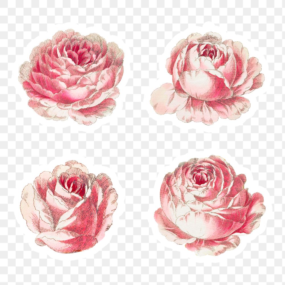 Vintage rose sticker collection | Premium PNG - rawpixel