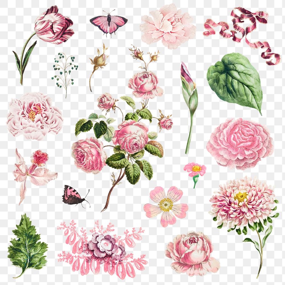 Vintage botanical illustration set 