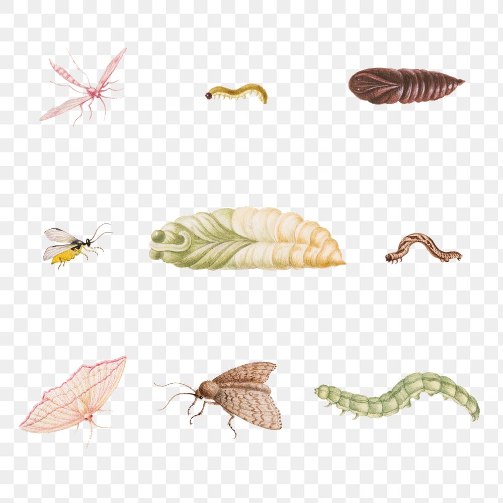 Vintage insect metamophosis illustration