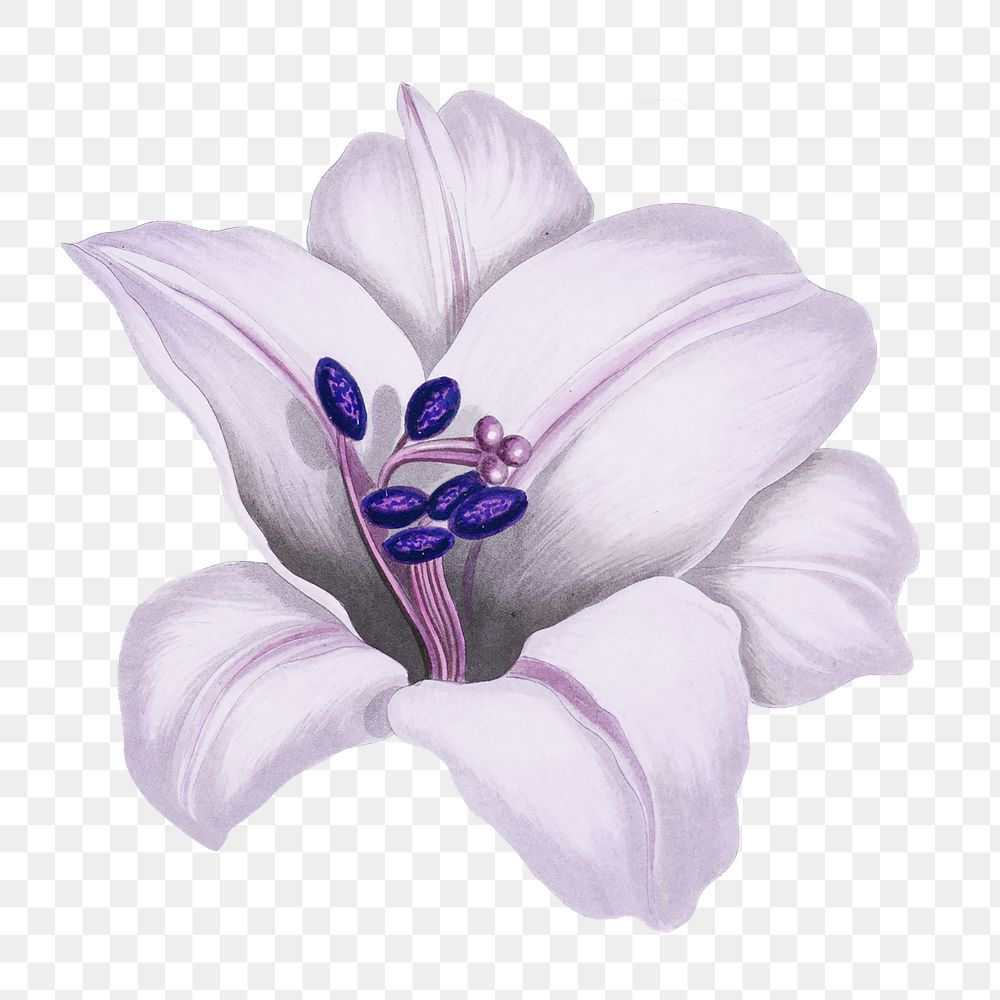 Vintage purple Japanese lily flower design element