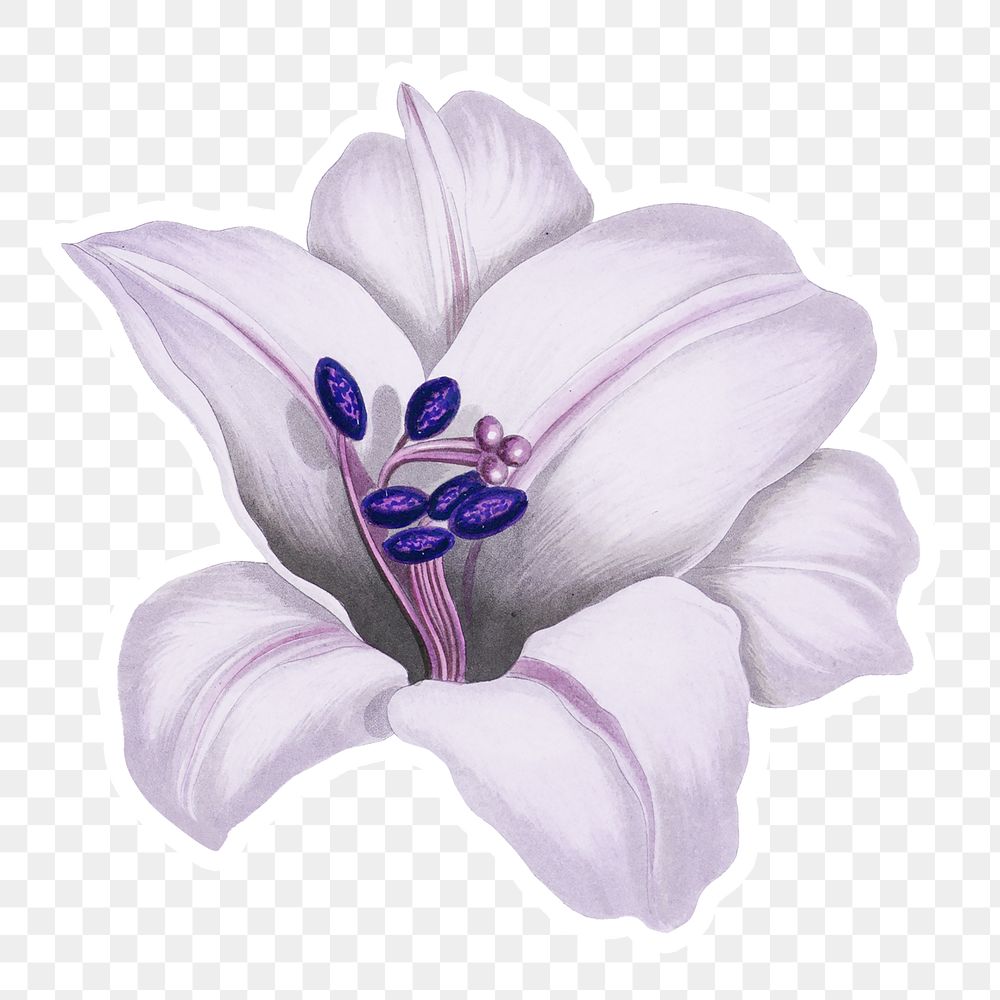 Vintage purple Japanese lily flower sticker with white border