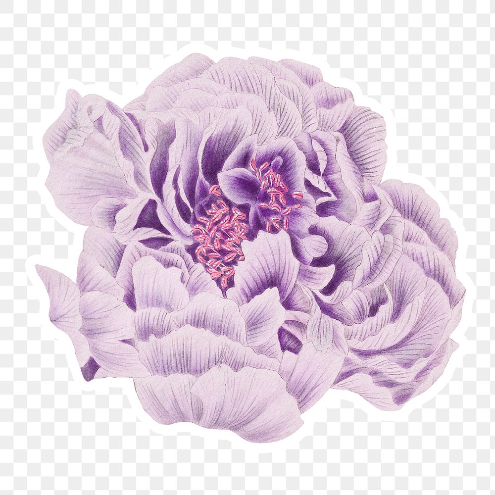 Vintage purple Chinese tree peony flower sticker with white border