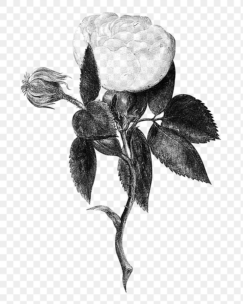 Vintage black and white rose flower design element