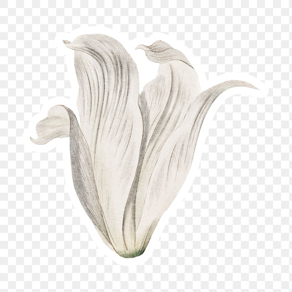 Vintage white cape&ndash;coast lily flower sticker with white border