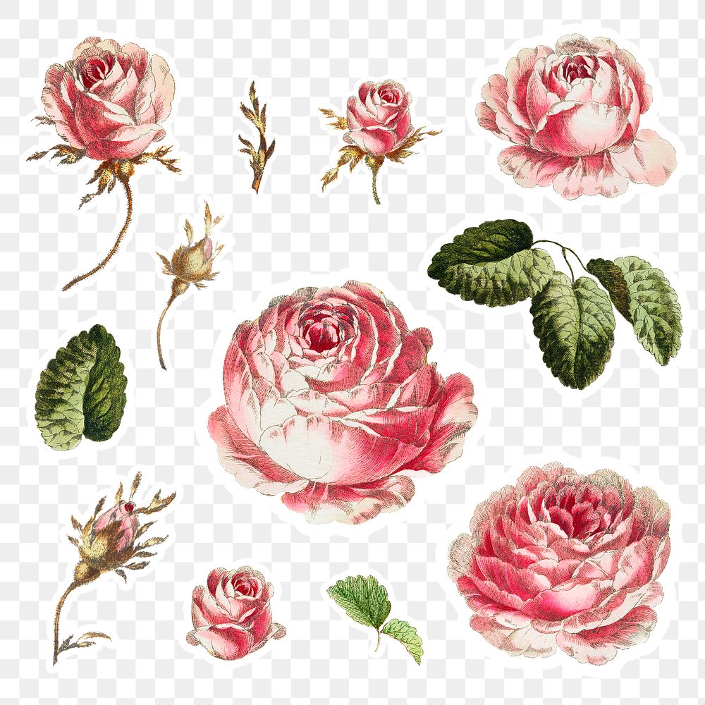 Vintage rose sticker collection | Premium PNG - rawpixel