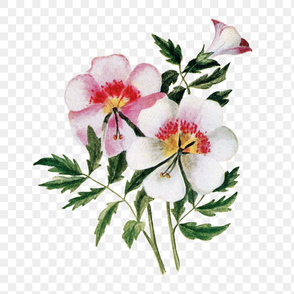 Schizanthus Flower Png Sticker, Watercolor 