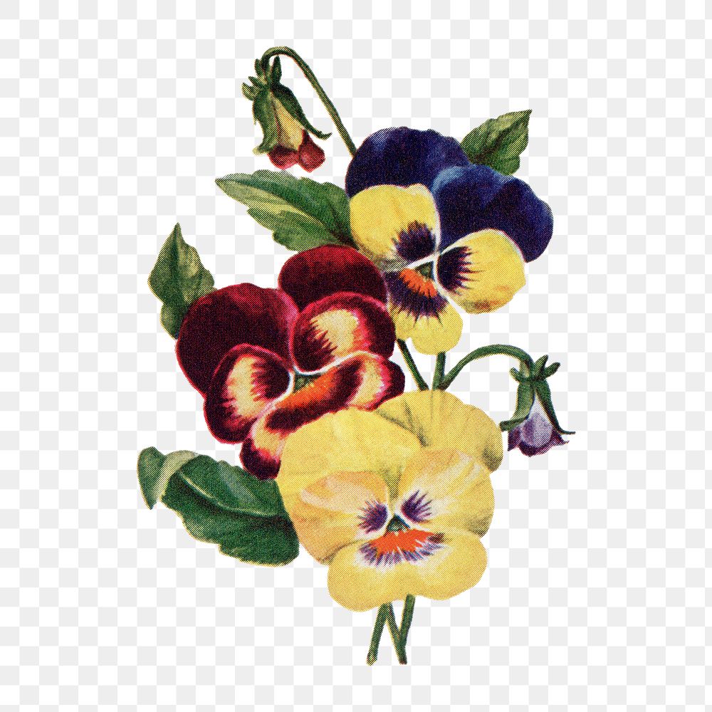 Pansy flower png sticker, watercolor | Premium PNG - rawpixel