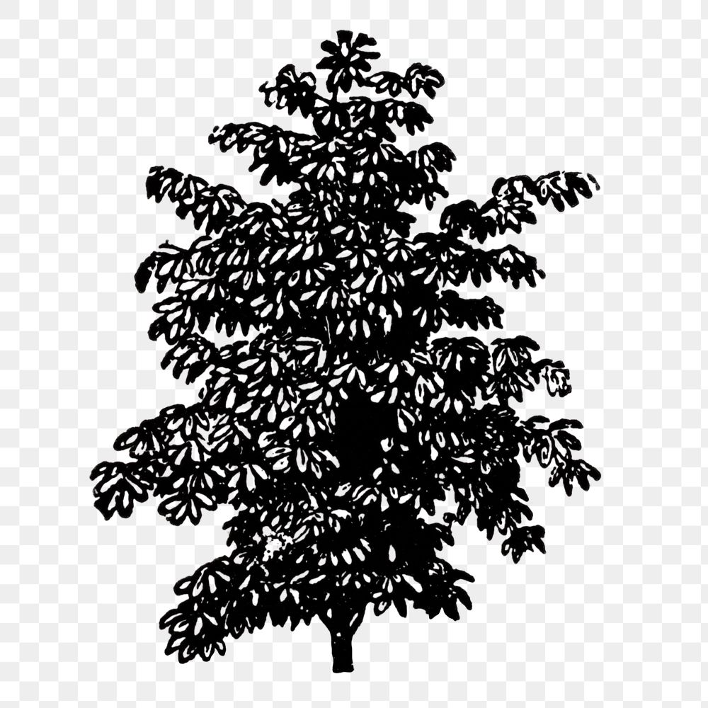 Tree clipart png, black ink drawing, digitally enhanced from our own original copy of The Open Door to Independence (1915)…