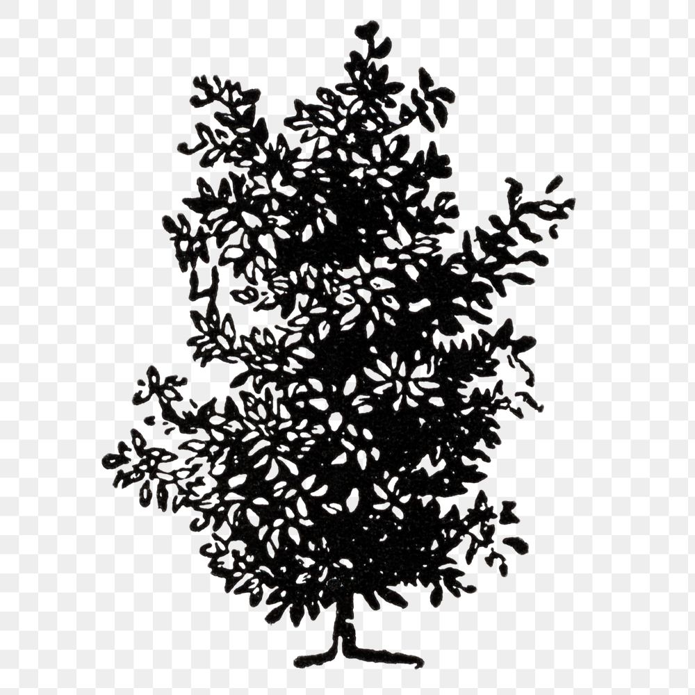Magnolia tree clipart png, black ink drawing, digitally enhanced from our own original copy of The Open Door to Independence…