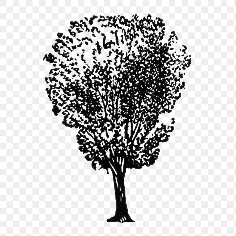Tree png sticker, hand drawn design element, digitally enhanced from our own original copy of The Open Door to Independence…