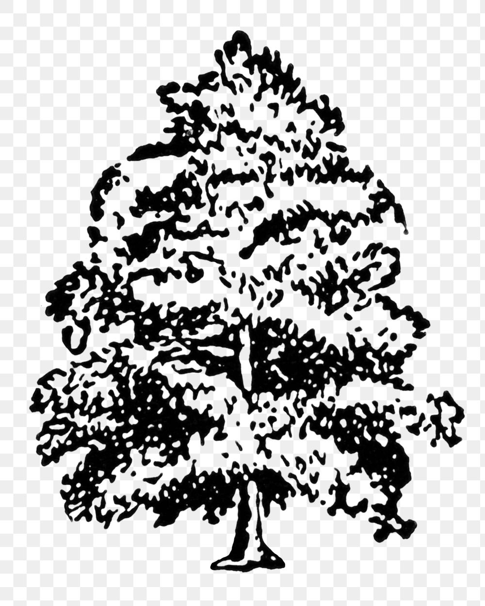 Oak tree png clip art, hand drawn illustration, digitally enhanced from our own original copy of The Open Door to…