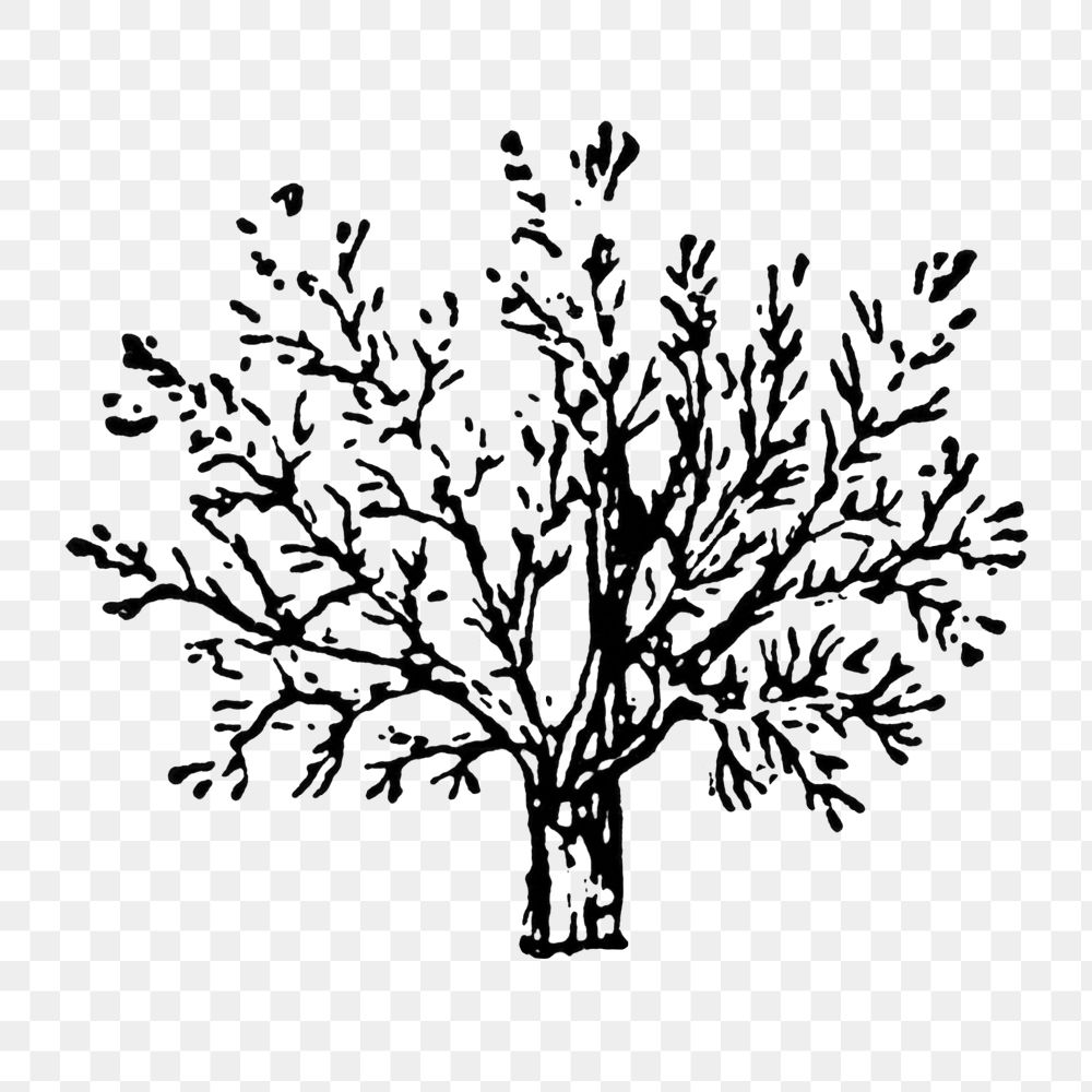 Hand drawn tree png sticker, digitally enhanced from our own original copy of The Open Door to Independence (1915) by Thomas…