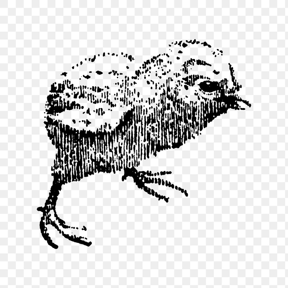 Chick sticker png, black ink drawing, digitally enhanced from our own original copy of The Open Door to Independence (1915)…
