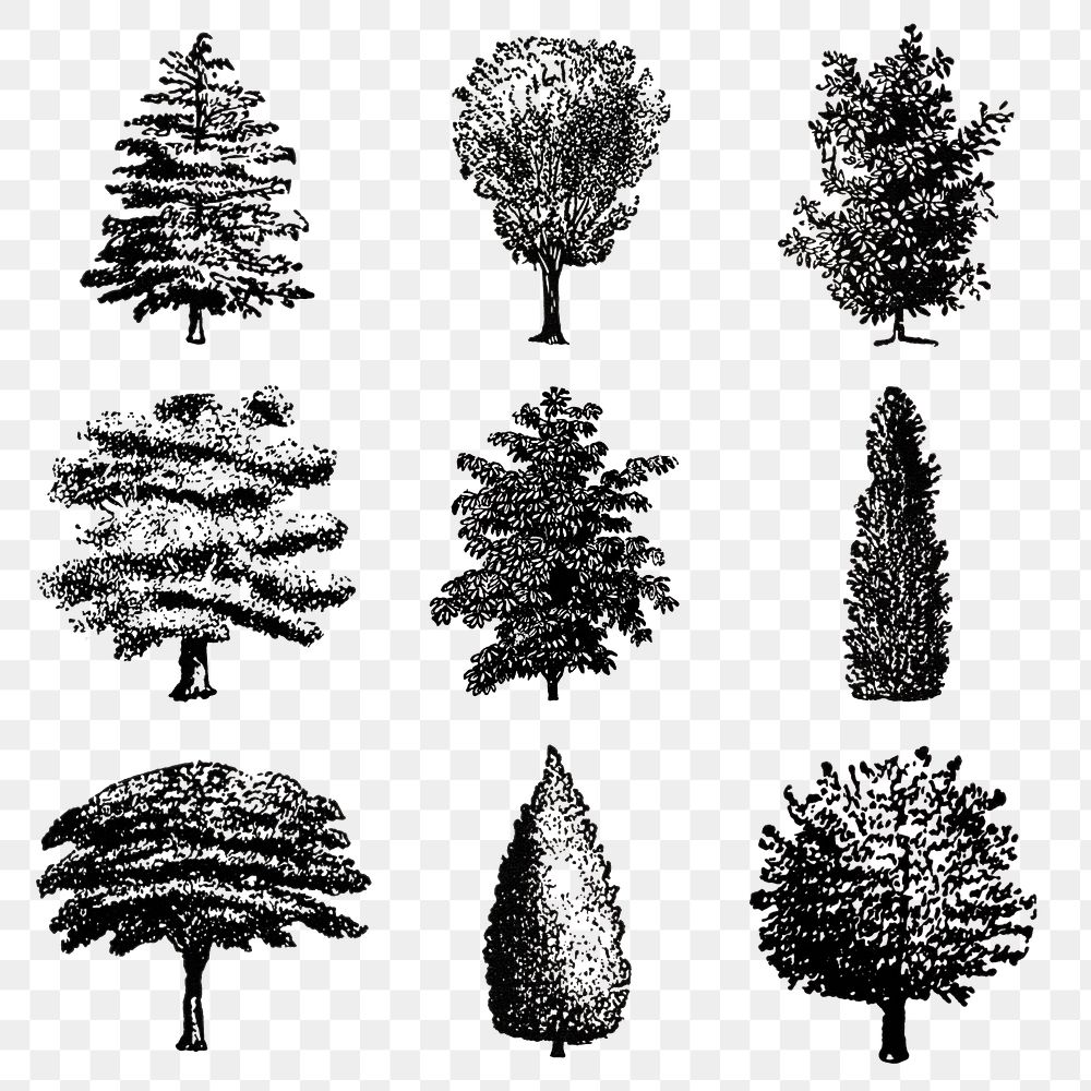 Tree sticker png, vintage black ink hand drawn illustration, set on transparent background, digitally enhanced from our own…