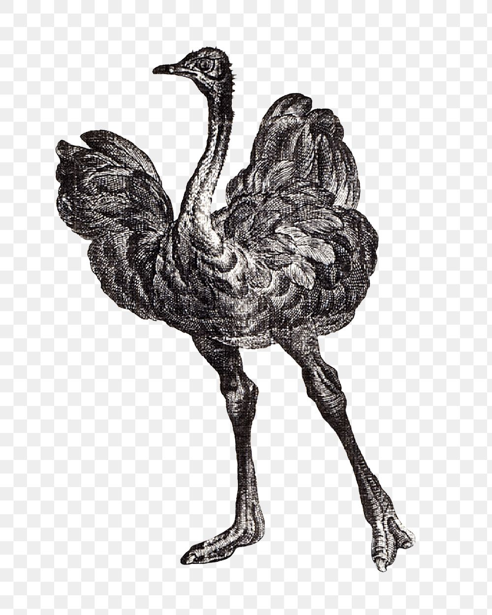 Vintage png black and white ostrich, featuring public domain artworks