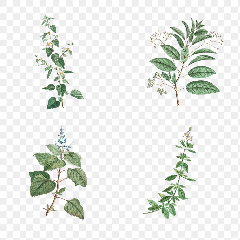 Set of antique botanical leaves transparent png