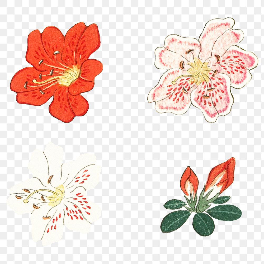 Japanese azalea floral ornamental png element set, artwork remix from original print by Watanabe Seitei