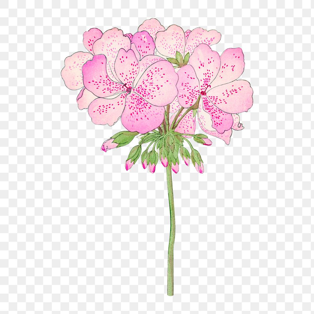 Png pink geranium flower sticker, vintage Japanese art on transparent background