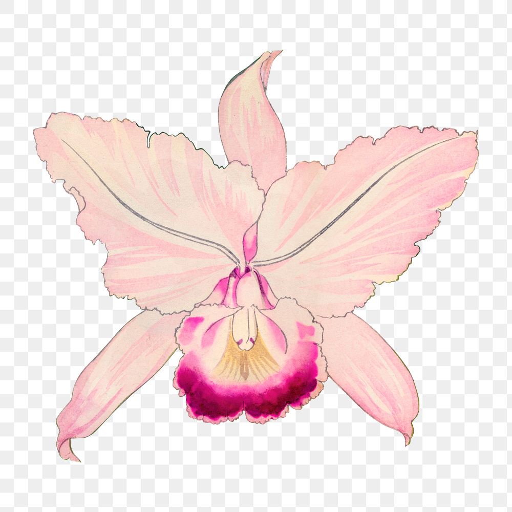 Png oncidium orchid flower sticker, vintage Japanese art on transparent background