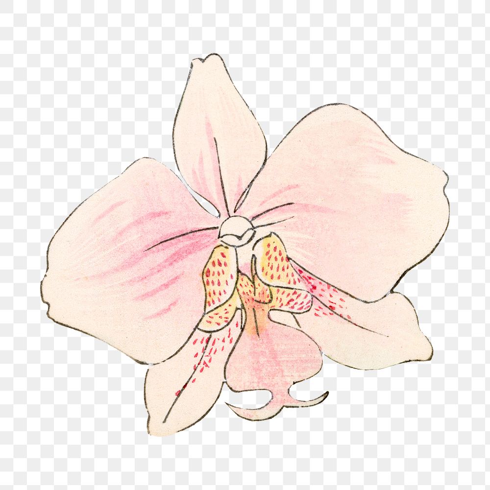 Moth orchid png sticker, Japanese ukiyo e art, transparent background