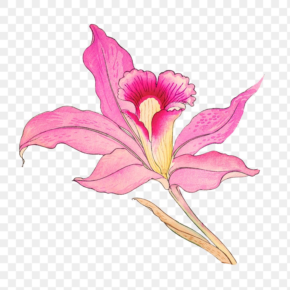 Png pink laelia orchid flower sticker, Japanese ukiyo e art, transparent background