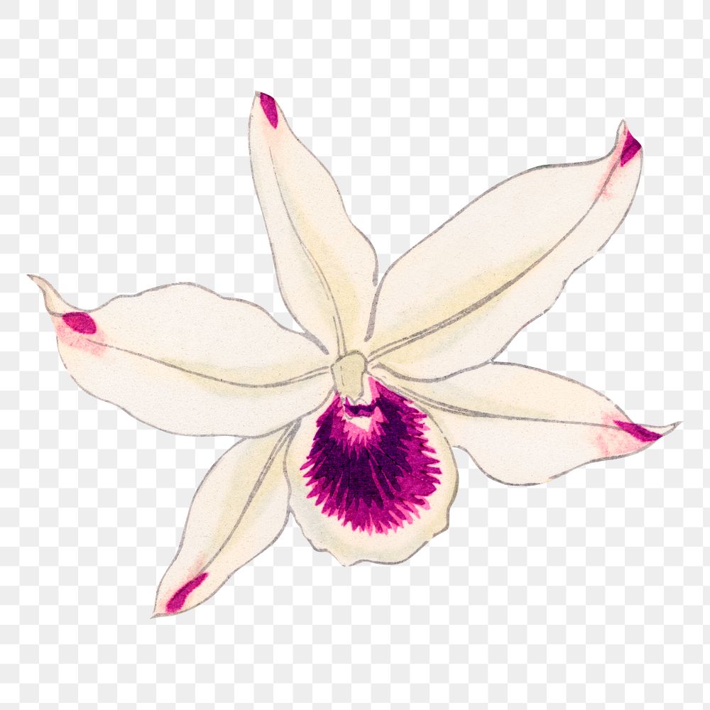 Png laelia orchid flower sticker, Japanese ukiyo e art, transparent background