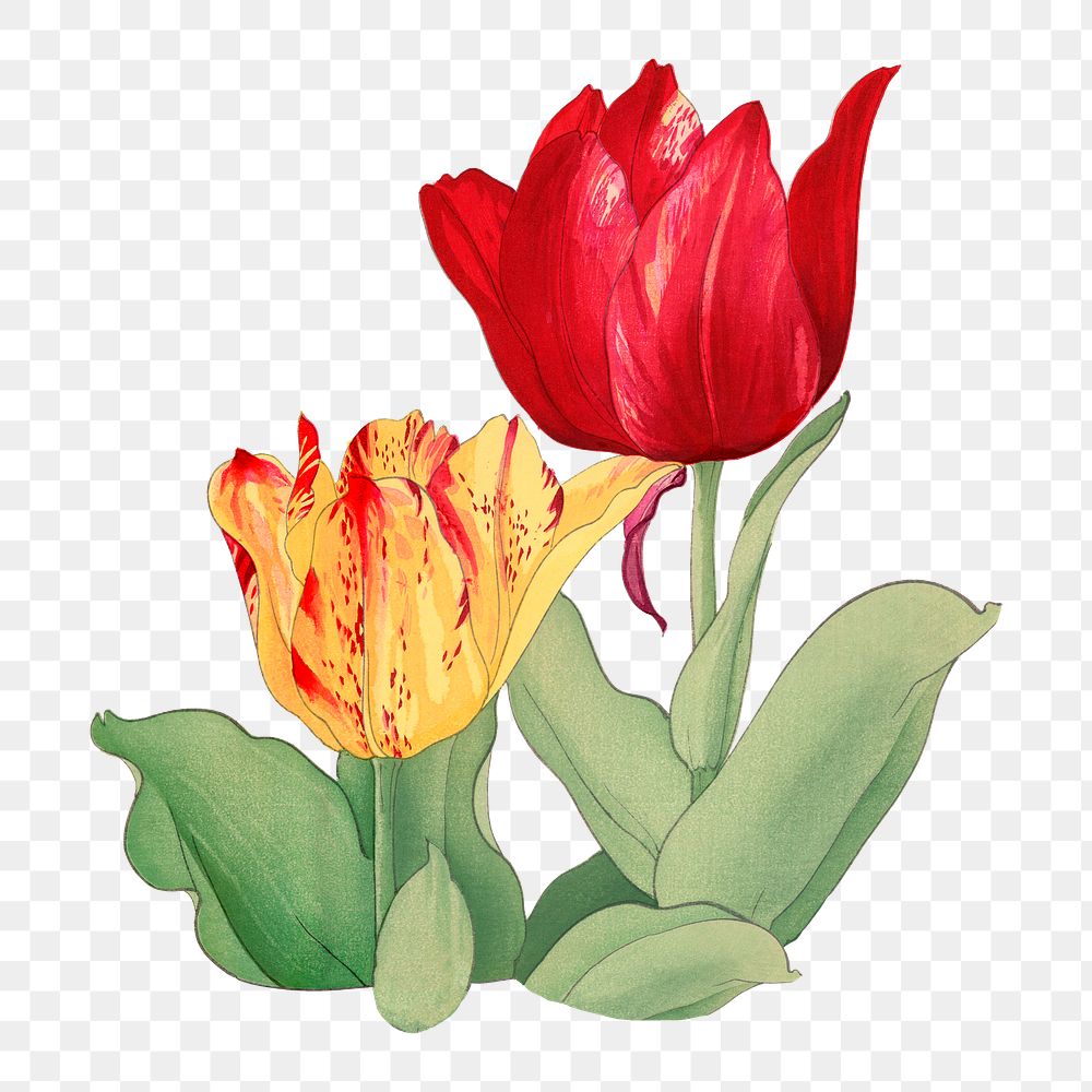 Tulip sticker png, vintage Japanese art, transparent background