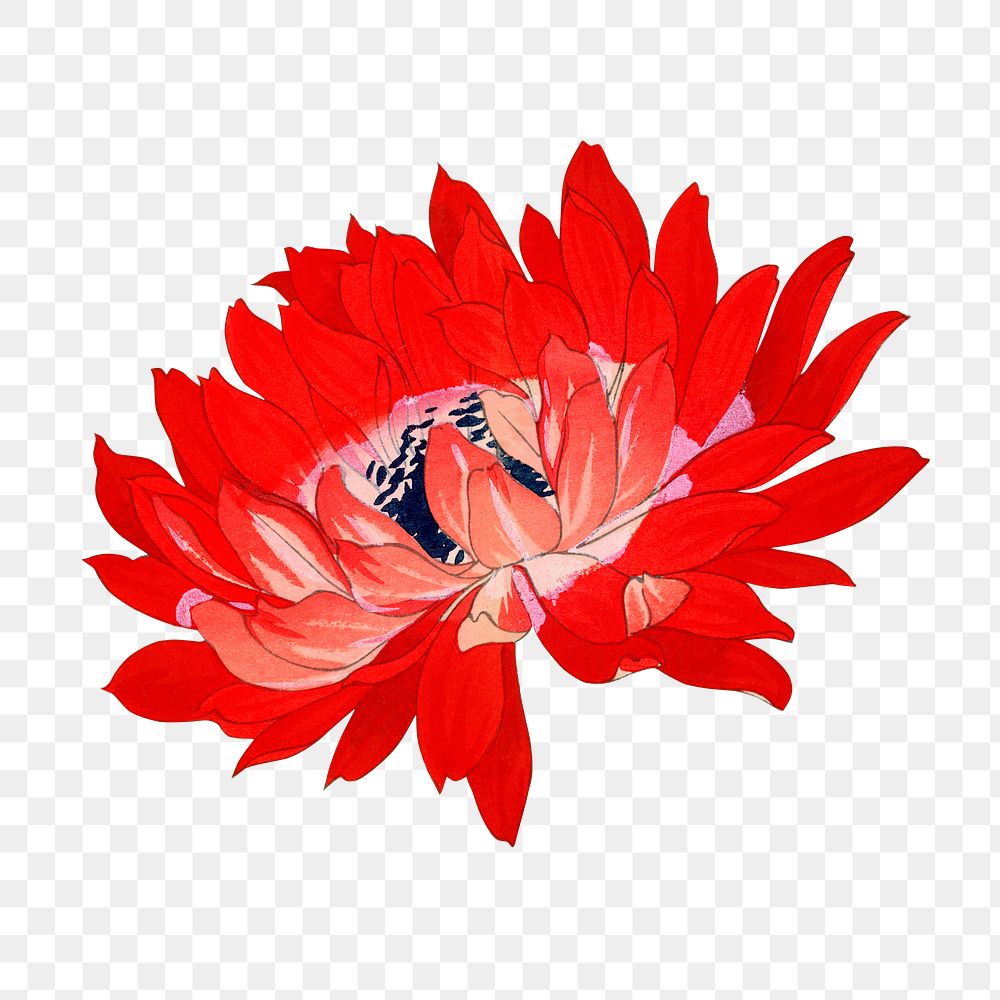 Png red anemone flower sticker, Japanese ukiyo e art, transparent background