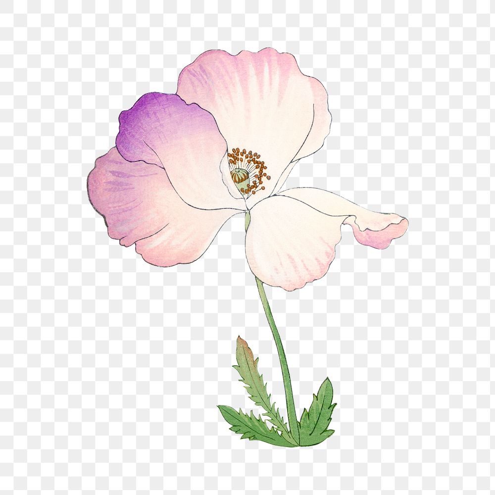 Poppy flower png sticker, Japanese ukiyo e art, transparent background