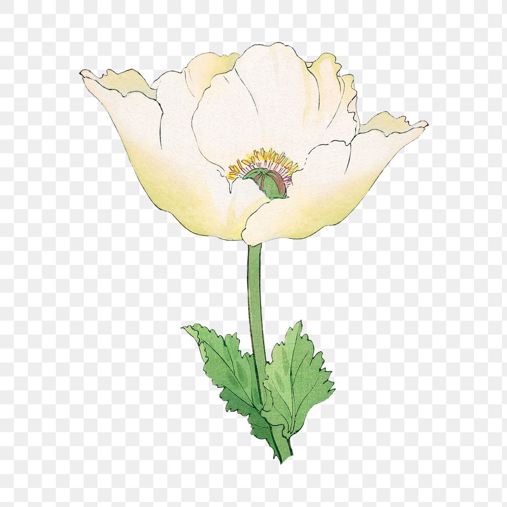 Poppy flower png sticker, Japanese ukiyo e art, transparent background