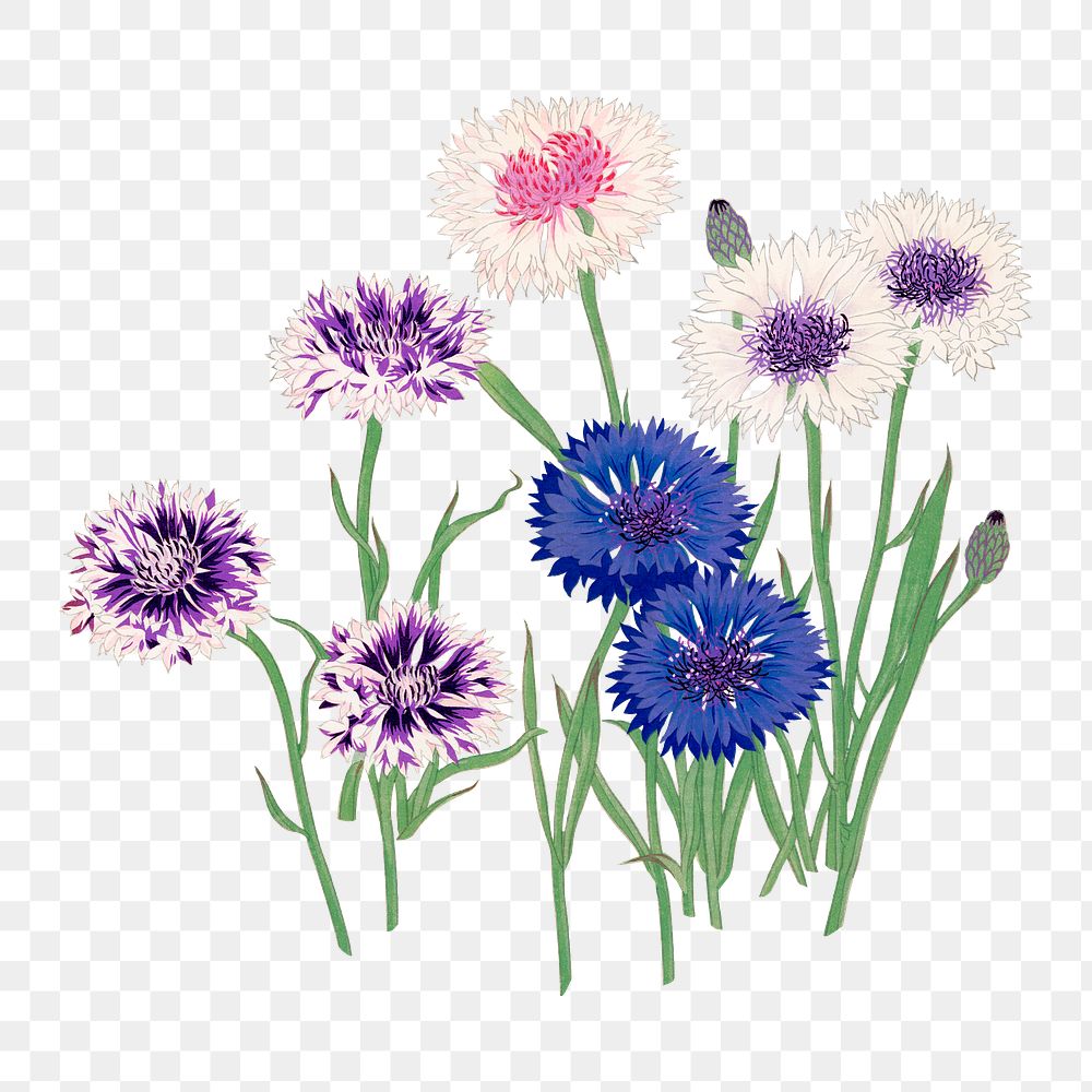 Cornflower png sticker, Japanese ukiyo e art, transparent background