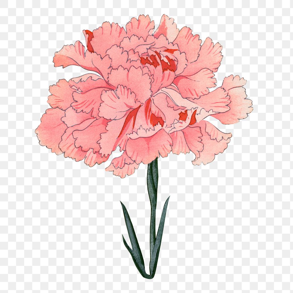 Carnation flower png sticker, Japanese ukiyo e art, transparent background