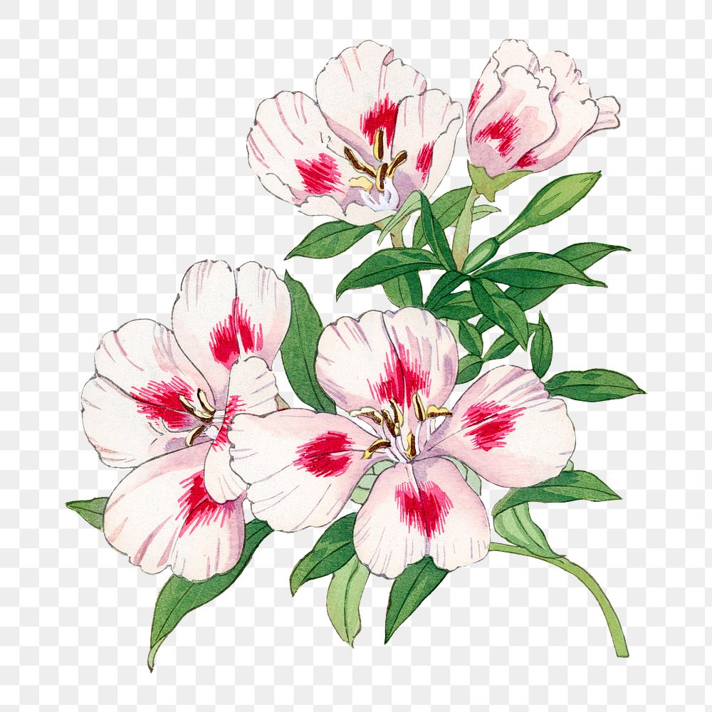 Godetia flower png sticker, Japanese | Premium PNG - rawpixel