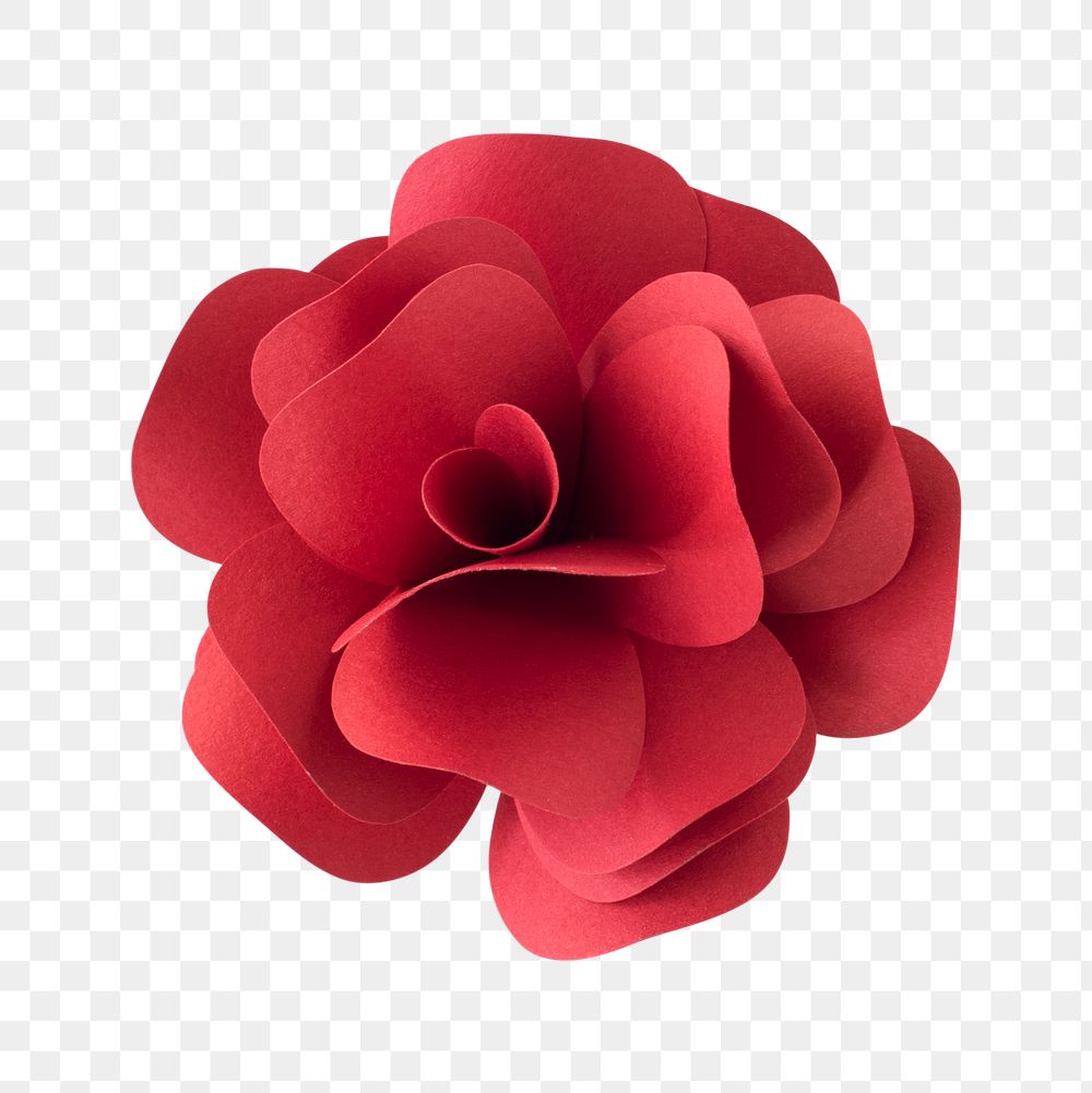 Rose | Transparent PNG background and graphic assets | rawpixel