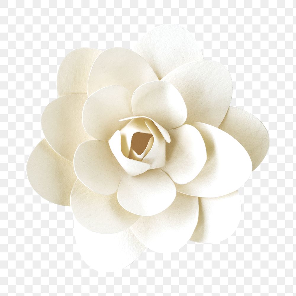 Blooming white flower transparent png