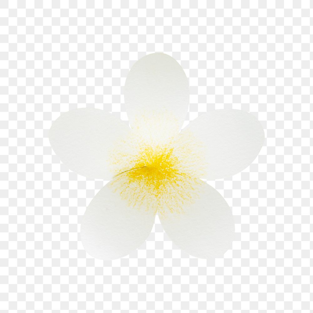 Blooming white Frangipani flower transparent png