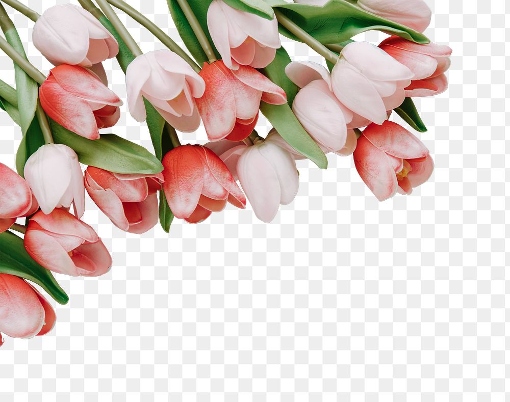 Red and white tulip transparent png