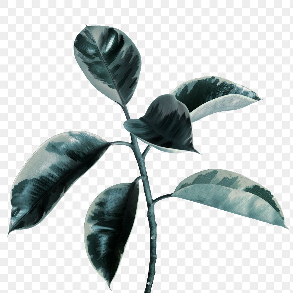 Faded green Indian rubber plant transparent png