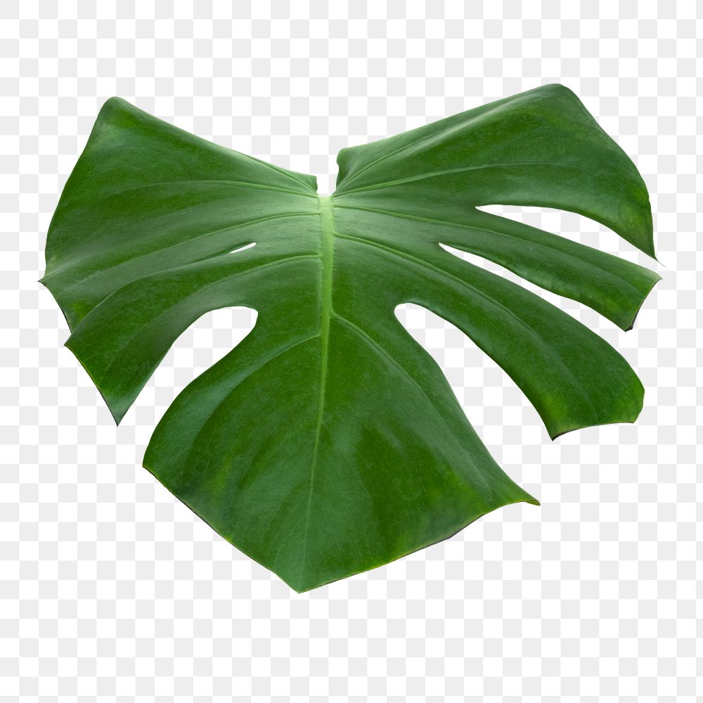 Split leaf philodendron, monstera plant | Premium PNG Sticker - rawpixel