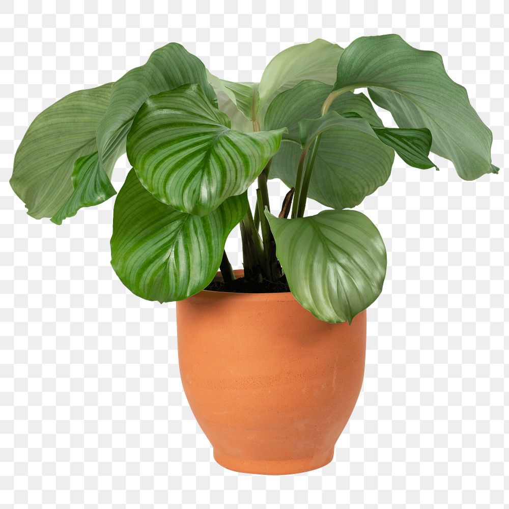 Calathea Orbifolia plant mockup psd in a terracotta pot home decor object