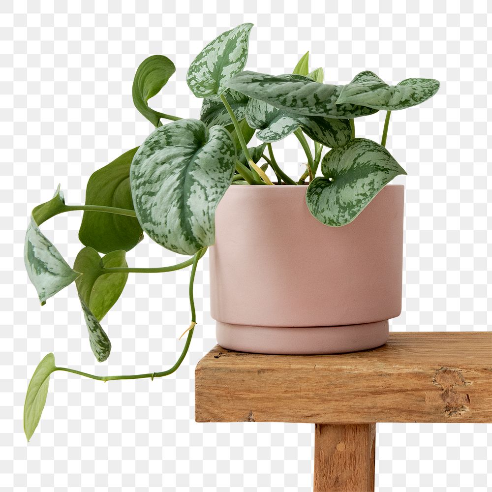 Pothos plant png in a pot on a bench