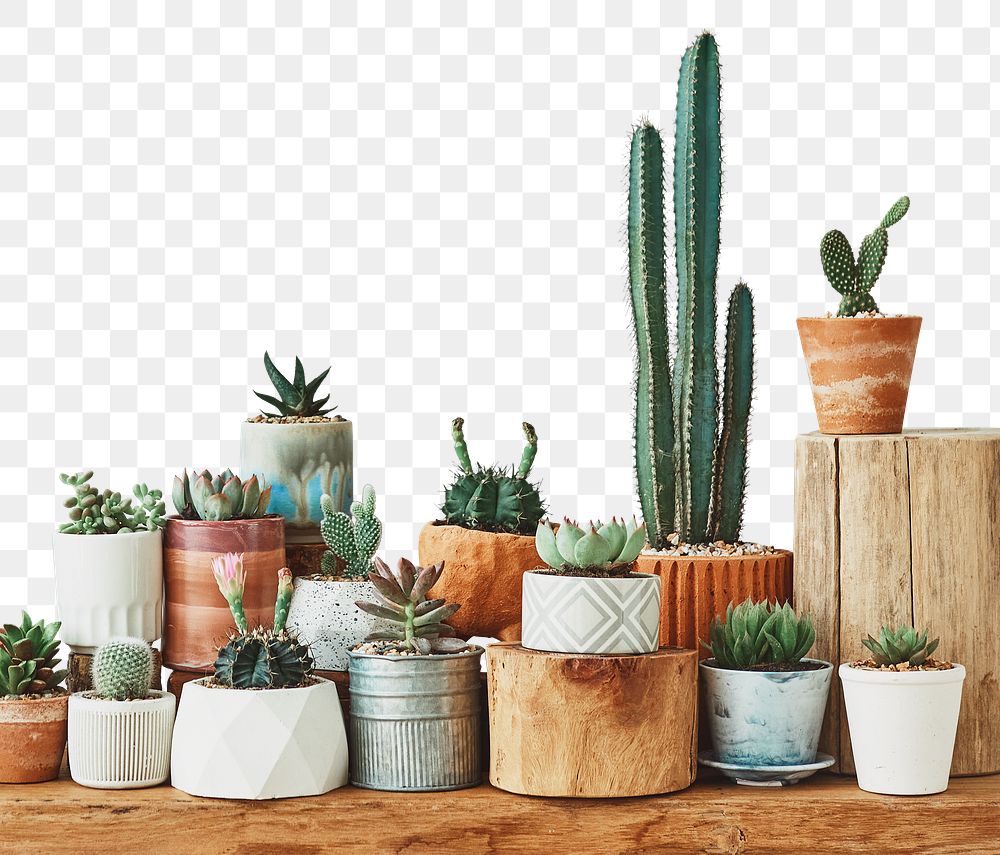 Rustic shelf png mockup with mixed cacti and succulents
