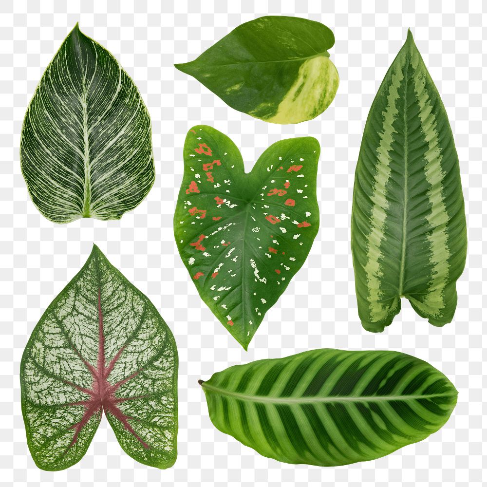 Green houseplant leaves png on transparent background 