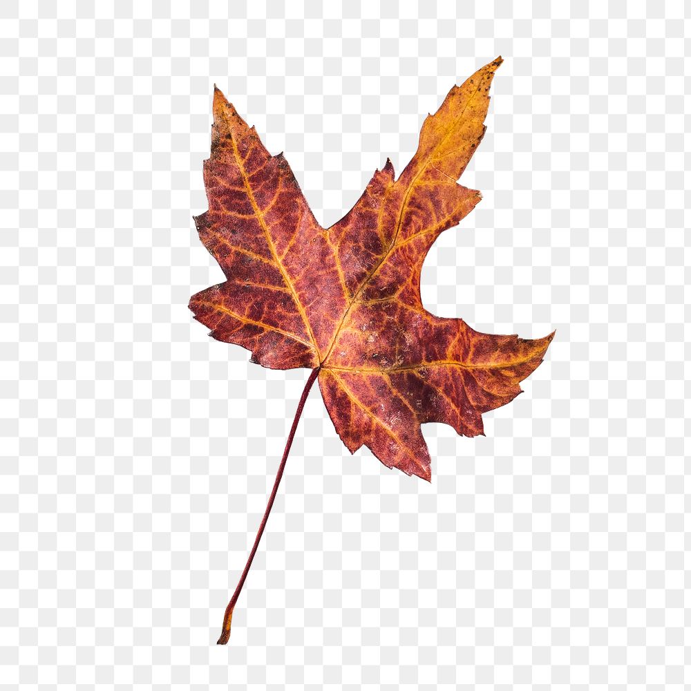 Autumn maple leaf png sticker, transparent background