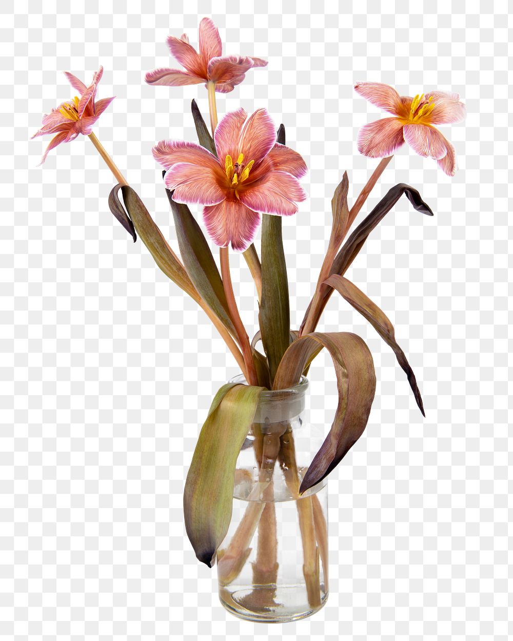Pink tulip png, glass vase, isolated object, collage element design