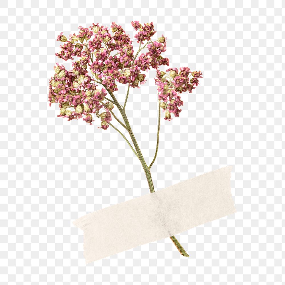 PNG dried pink yarrow, collage element
