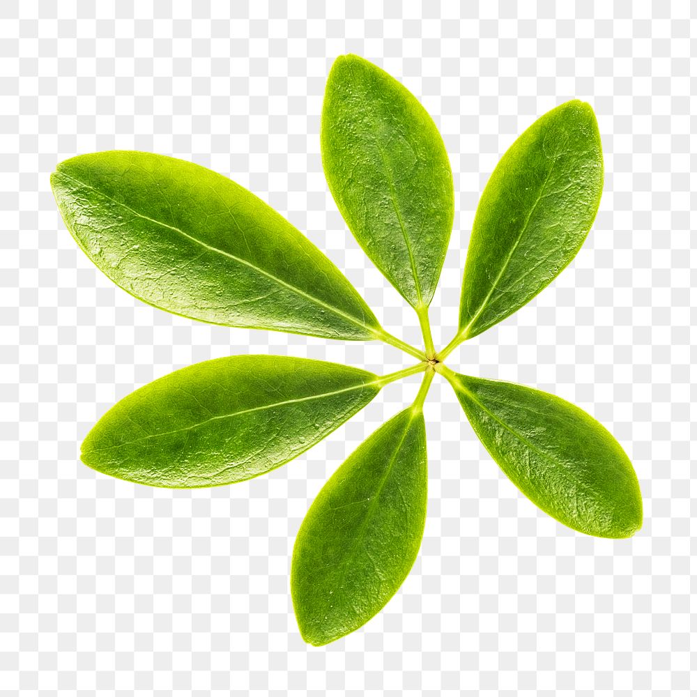 Fresh natural green Schefflera Arboricola design element