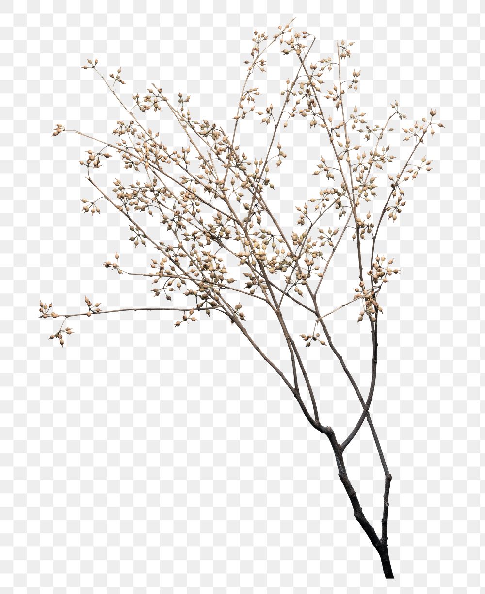 Dry flower branch design element